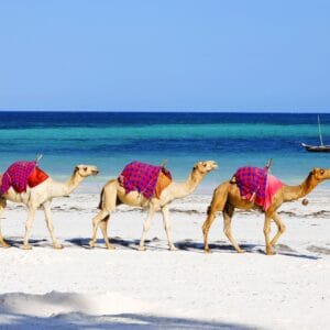 Camels walking behind each other on Diani Beach, Kenya