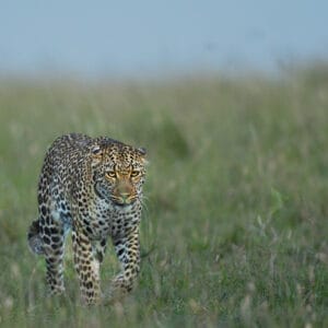 mv LEOPDSC_1923