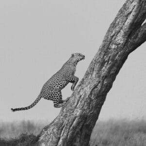 mv LEOPDSC_2085