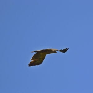 rs DSC_2628
