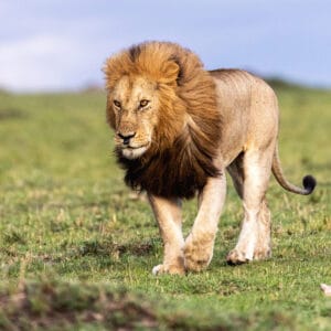 Male African Lion Walking in Kenya