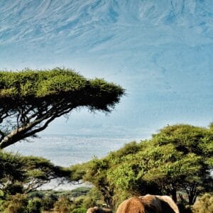 moments-in-nature-as-elephants-are-seen-in-front-o-2026-03-09-09-18-11-utc